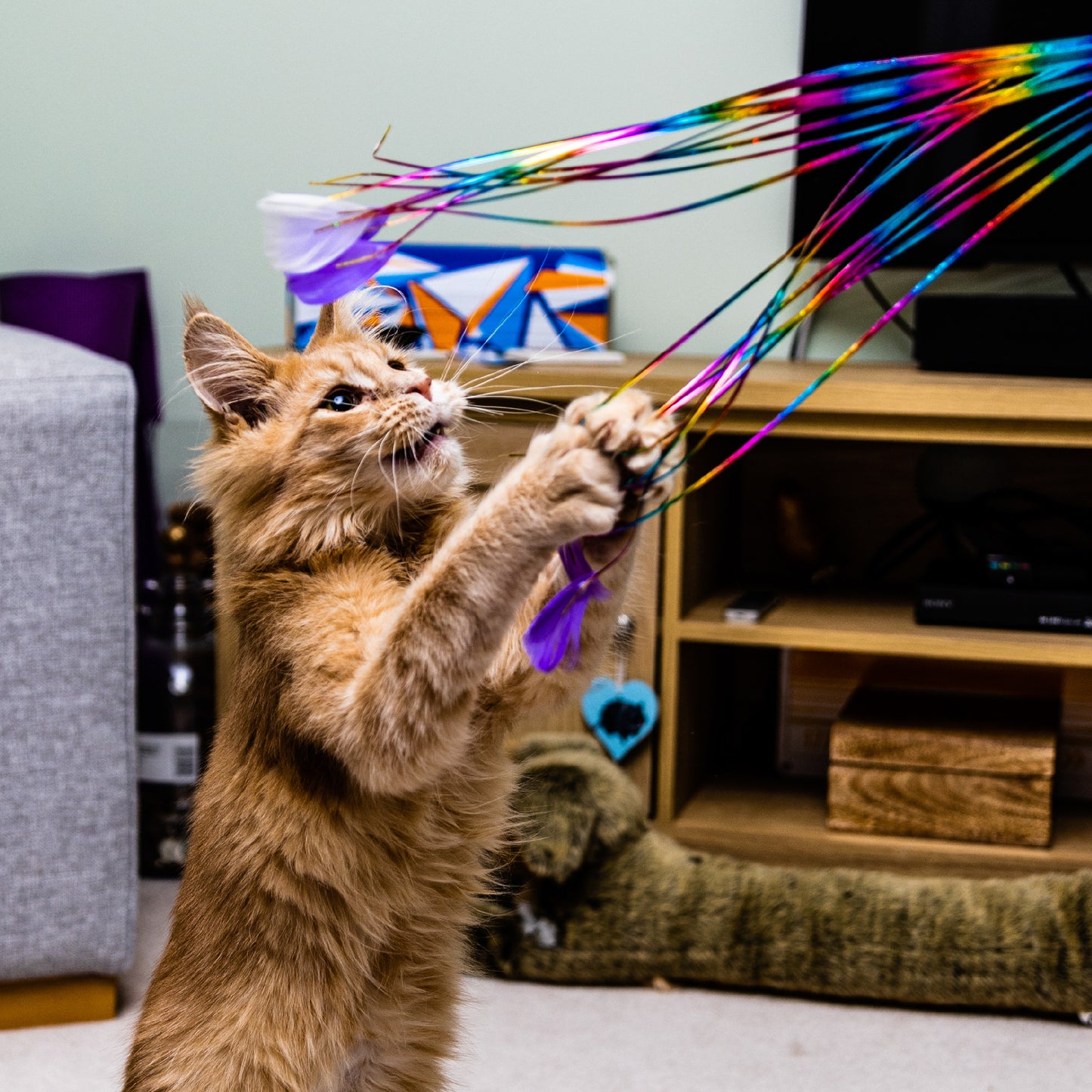 Rainbow Feather Cat Teaser