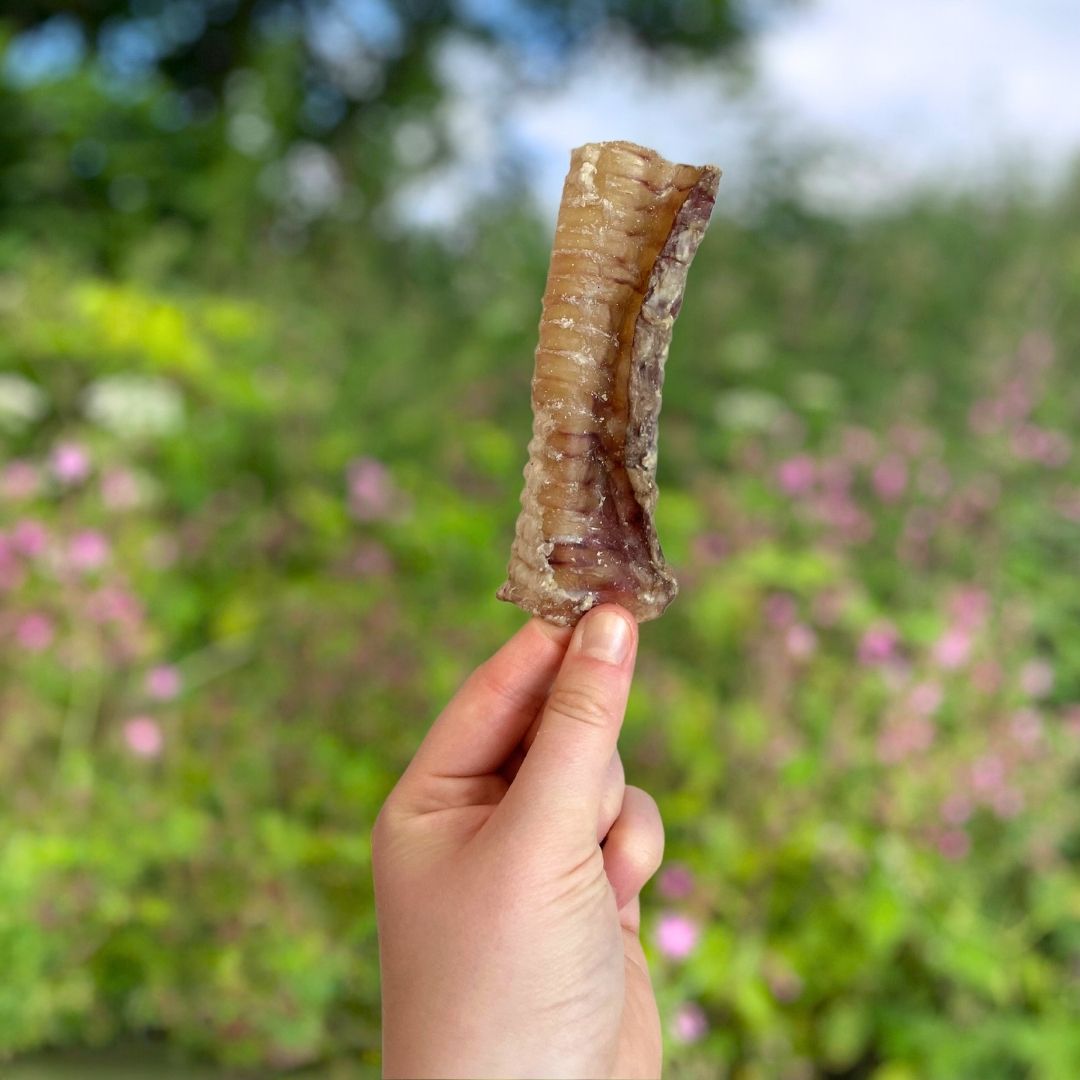Beef Trachea (12cm)
