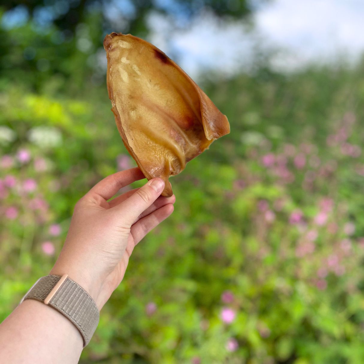 Pigs Ears