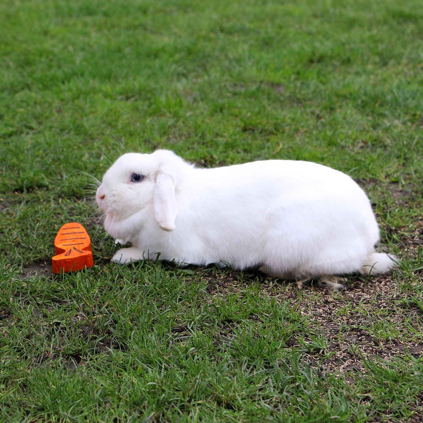 Carrot Cruncher Chew