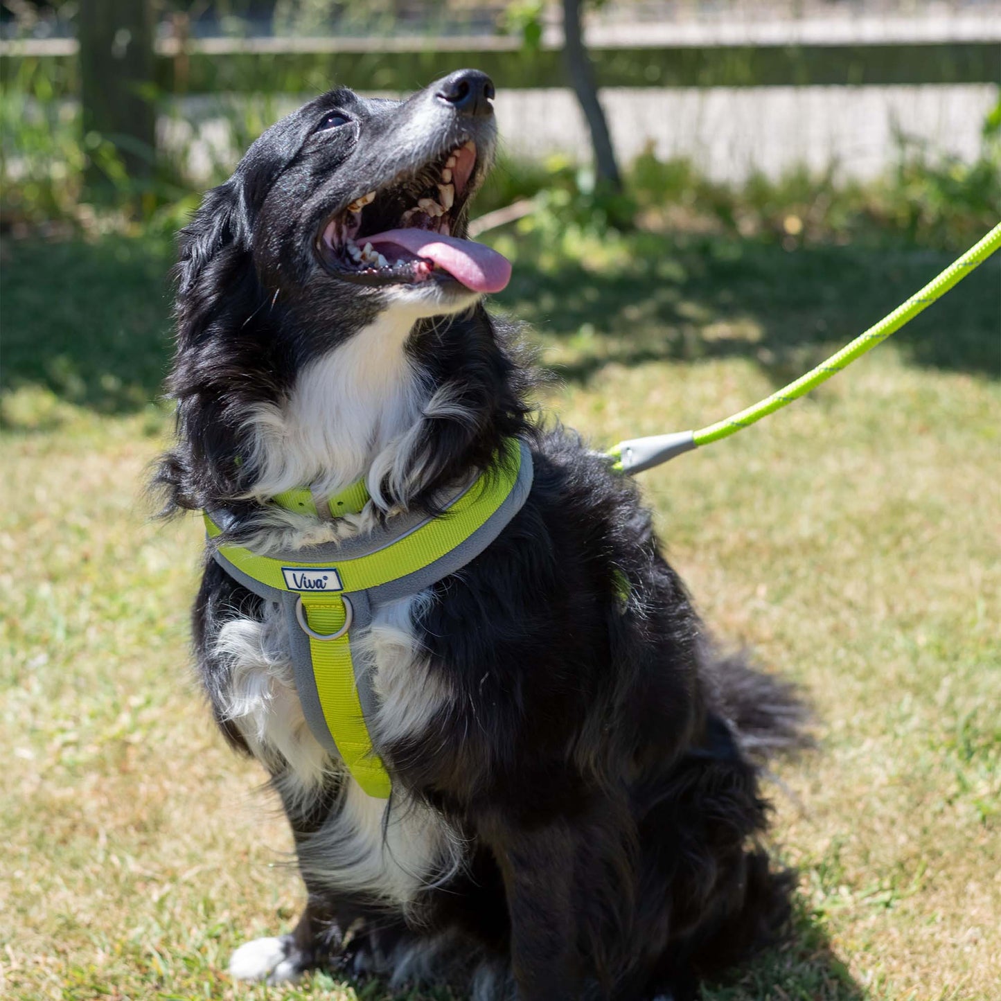 ANCOL Viva Padded Harness