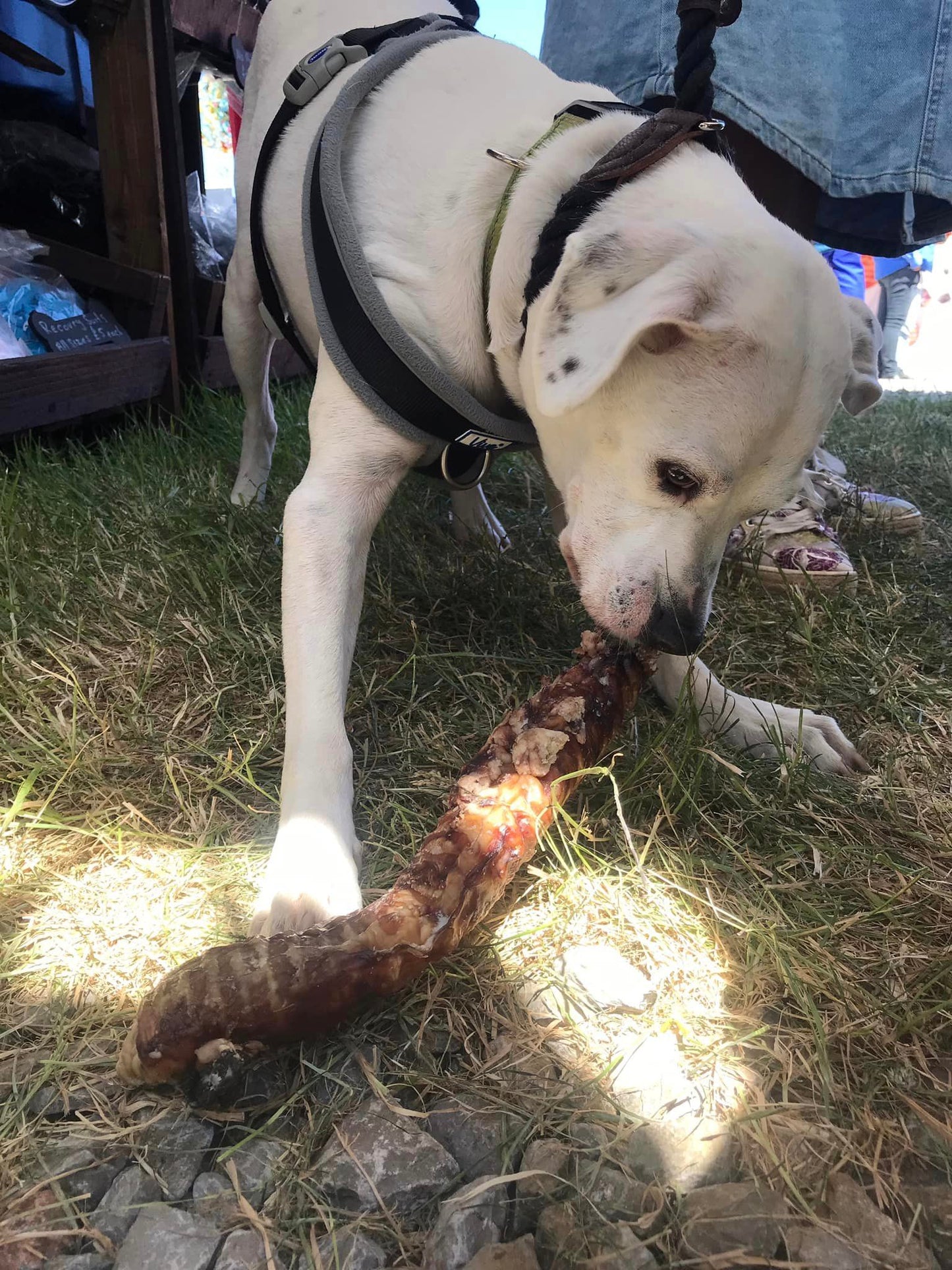 Beef Trachea (30cm)