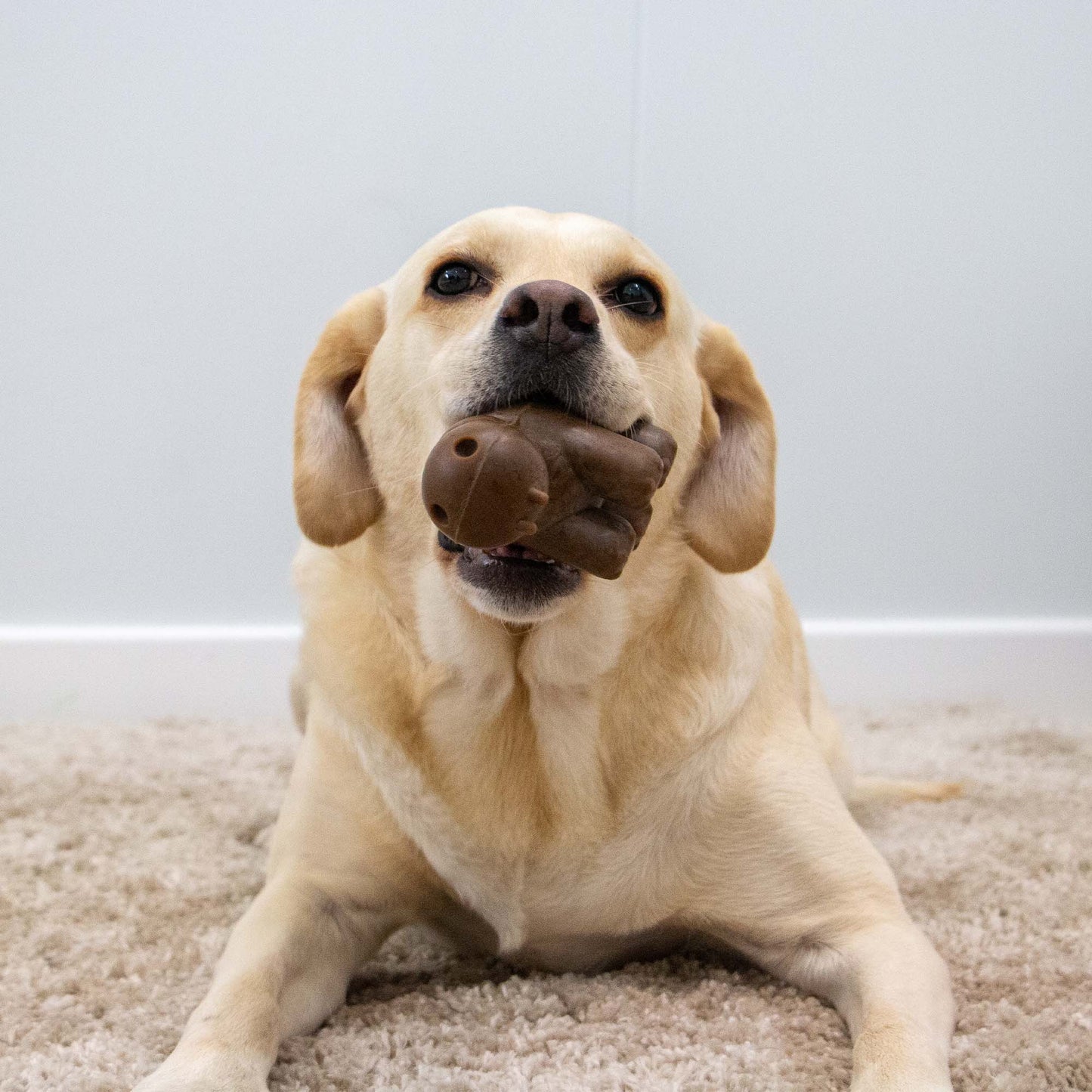 Tough Coffee Grounds Hippo