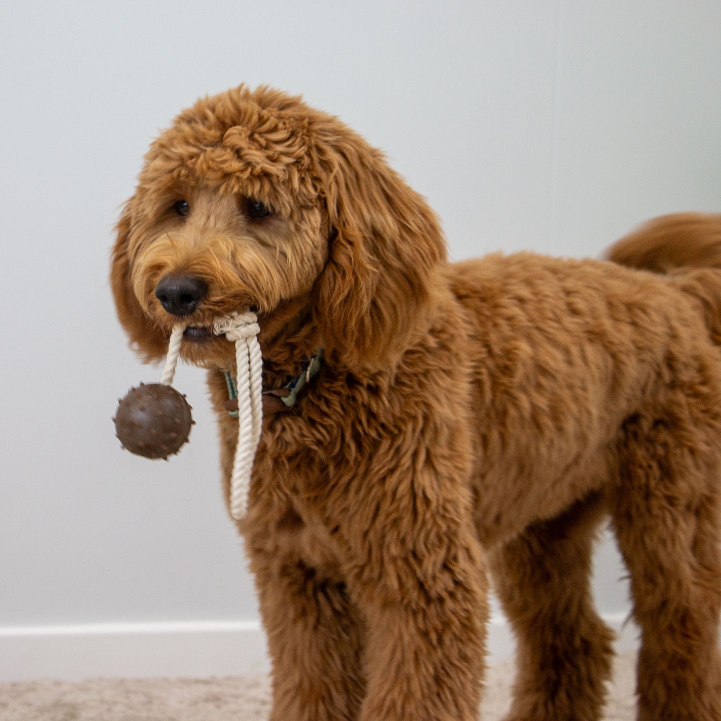 Tough Coffee Grounds Ropey Ball Tugger