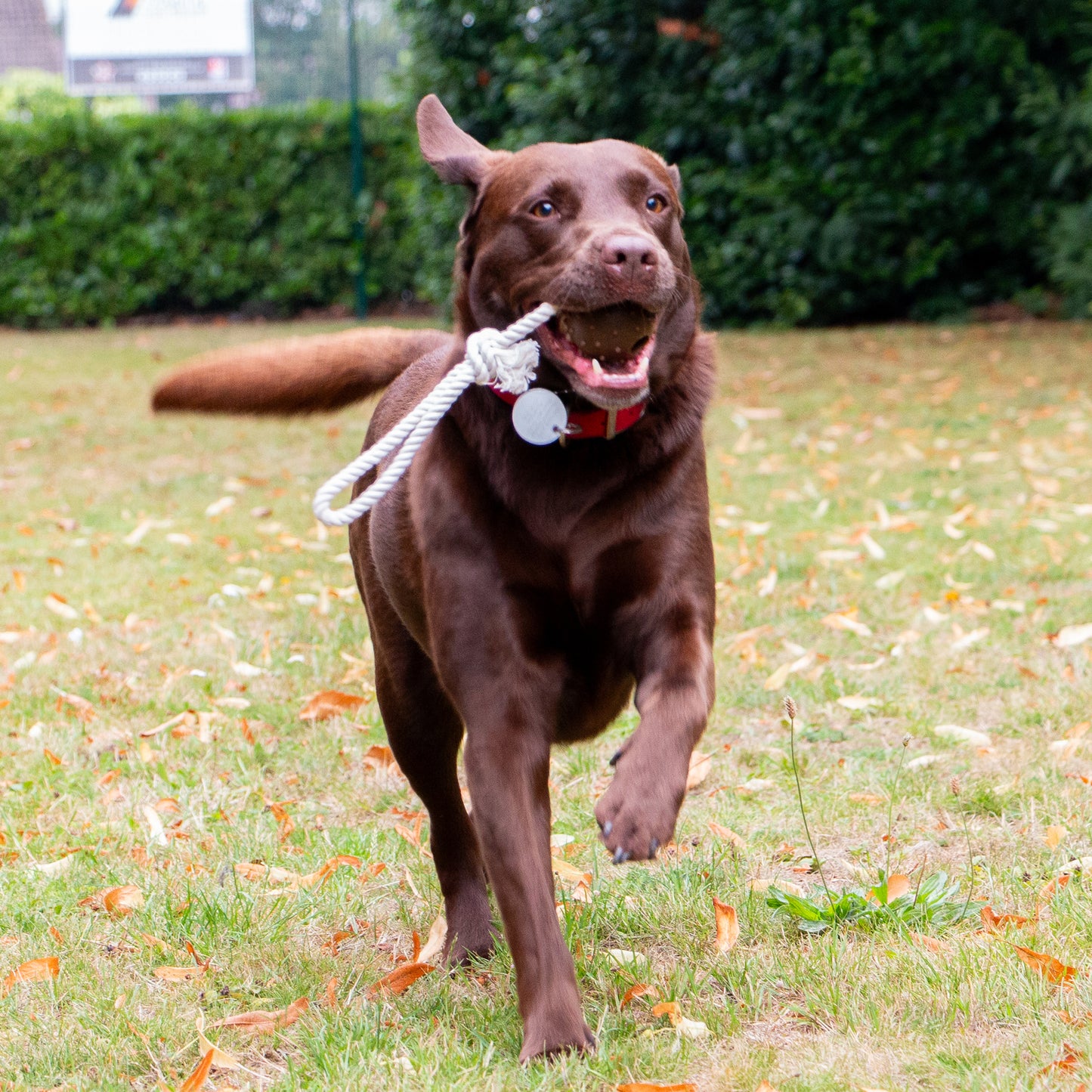 Tough Coffee Grounds Ropey Ball Tugger