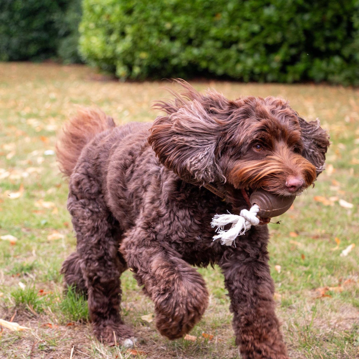 Tough Coffee Grounds Ropey Rugby Tugger