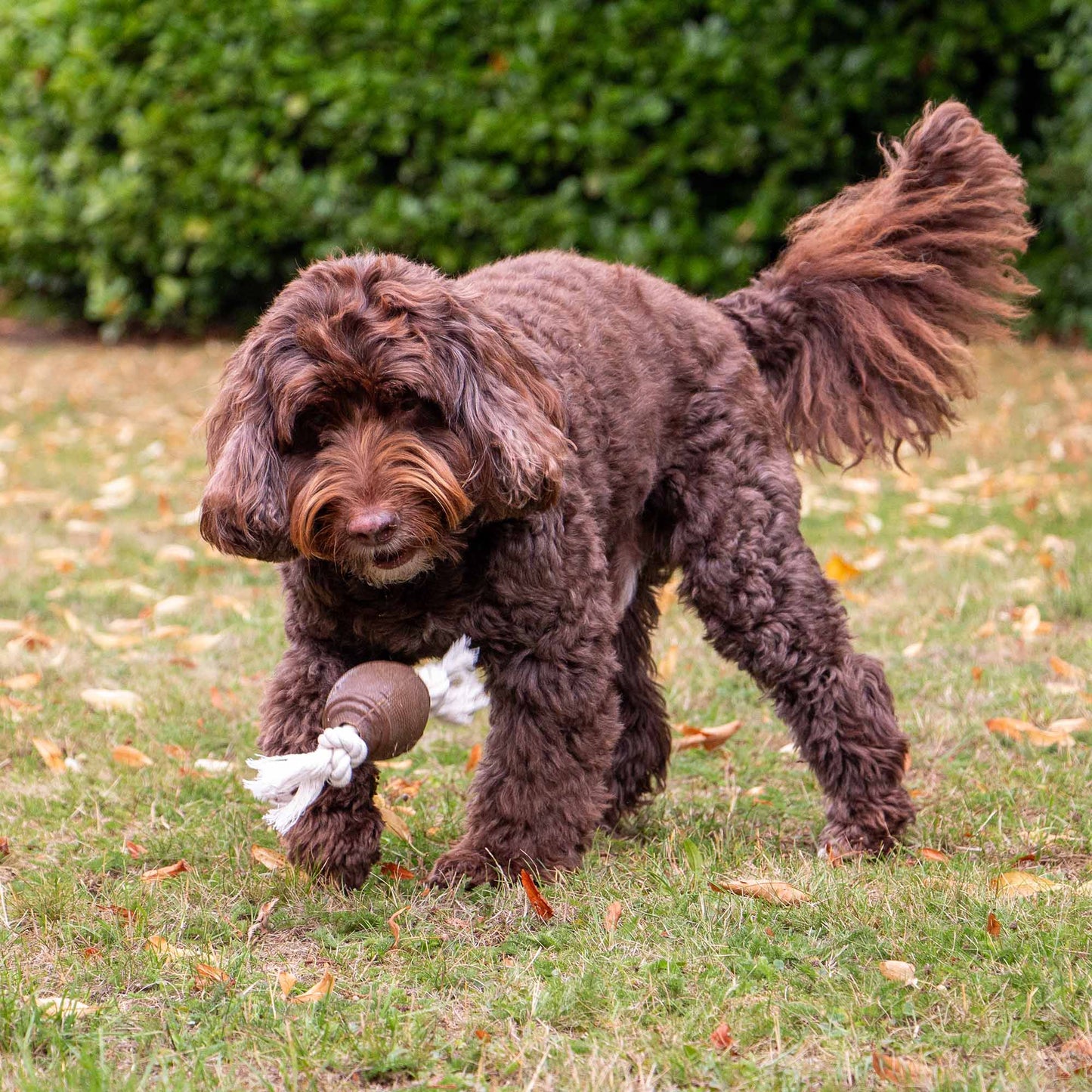 Tough Coffee Grounds Ropey Rugby Tugger