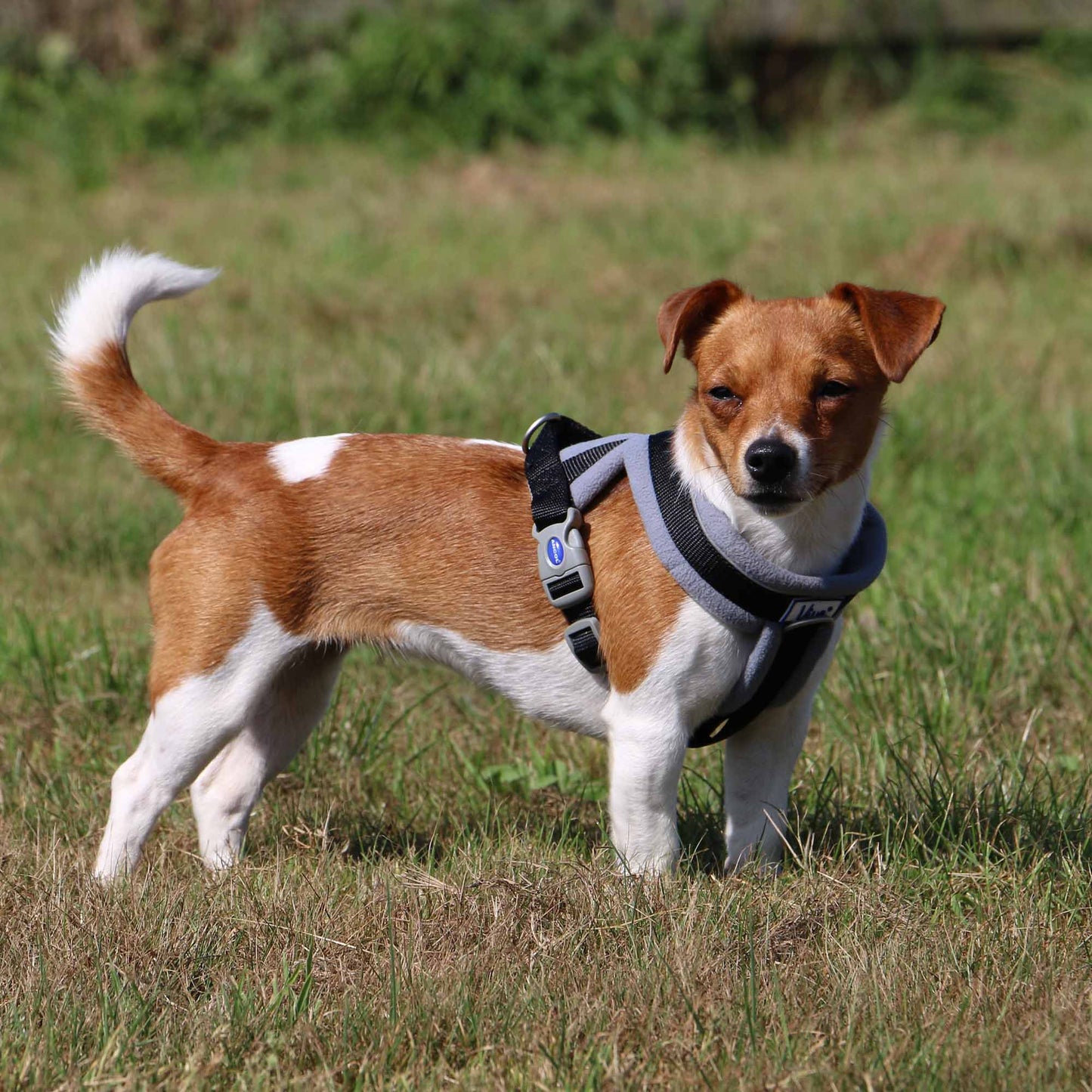 ANCOL Viva Padded Harness