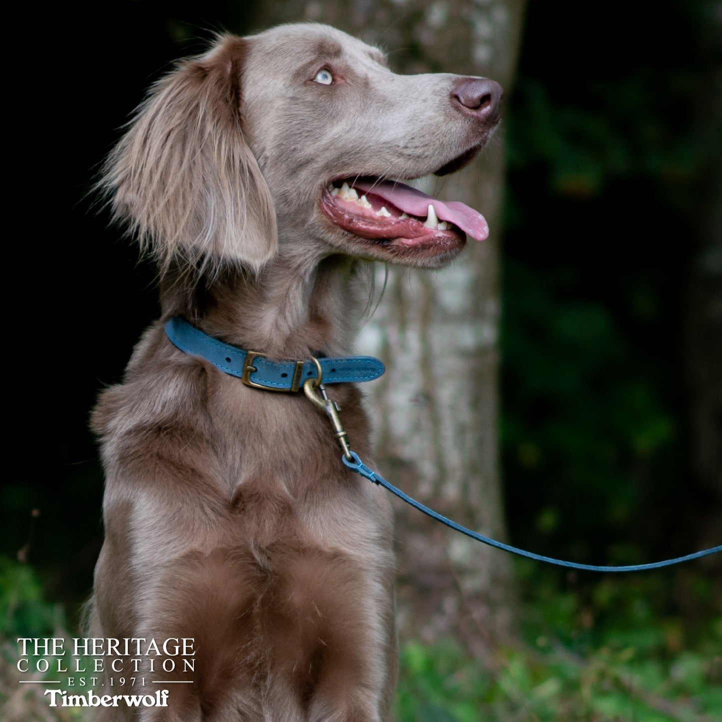 Ancol Dog Collar Timberwolf Leather, Sable (Brown), Mustard, Blue