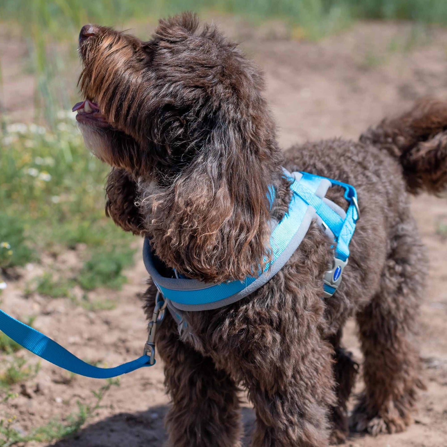 ANCOL Viva Padded Harness