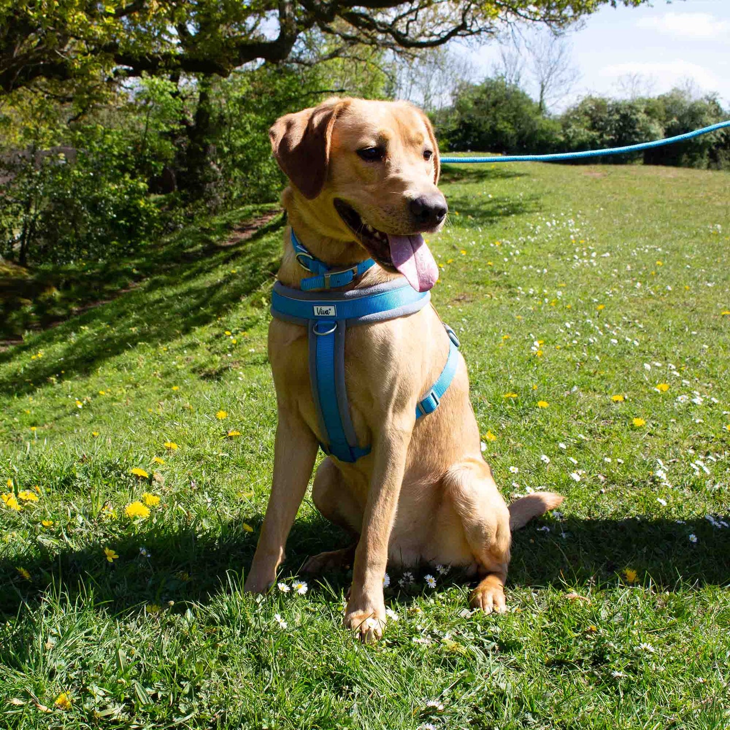 ANCOL Viva Padded Harness