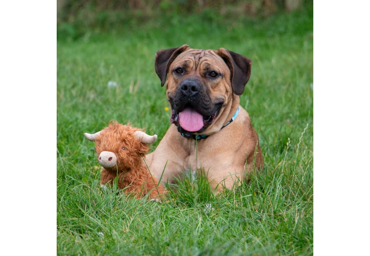 Heritage Fergus Highland Cow
