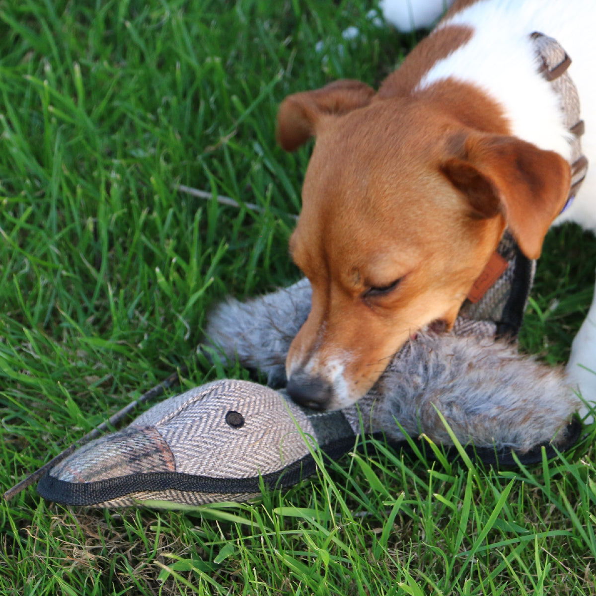 Heritage Tweed Duck (Best Seller)