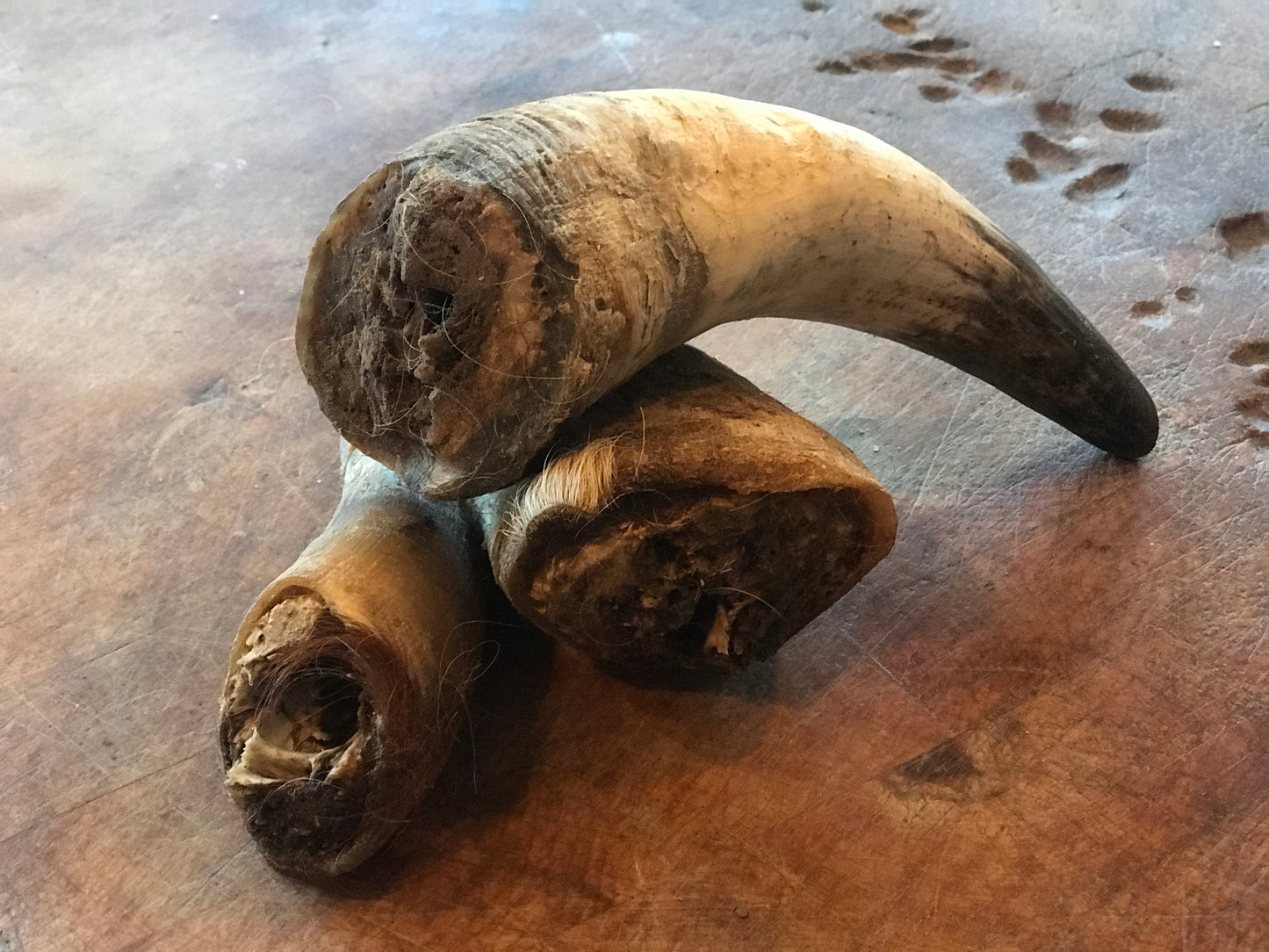 One X-Large Naturally Filled Beef Horn (with hair)