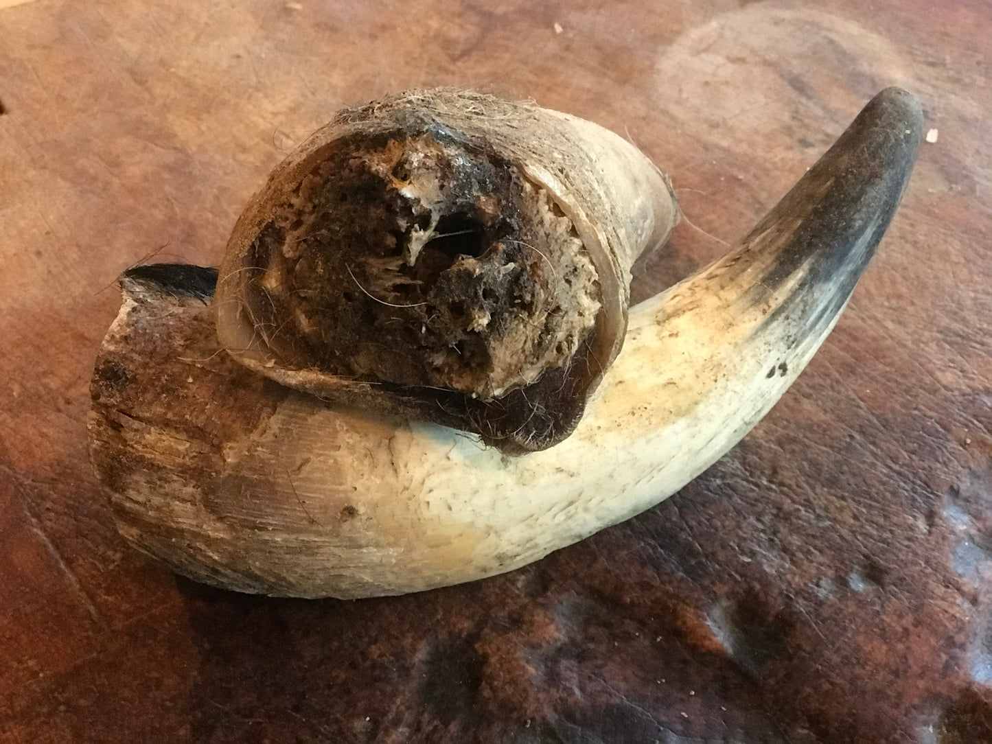 One X-Large Naturally Filled Beef Horn (with hair)