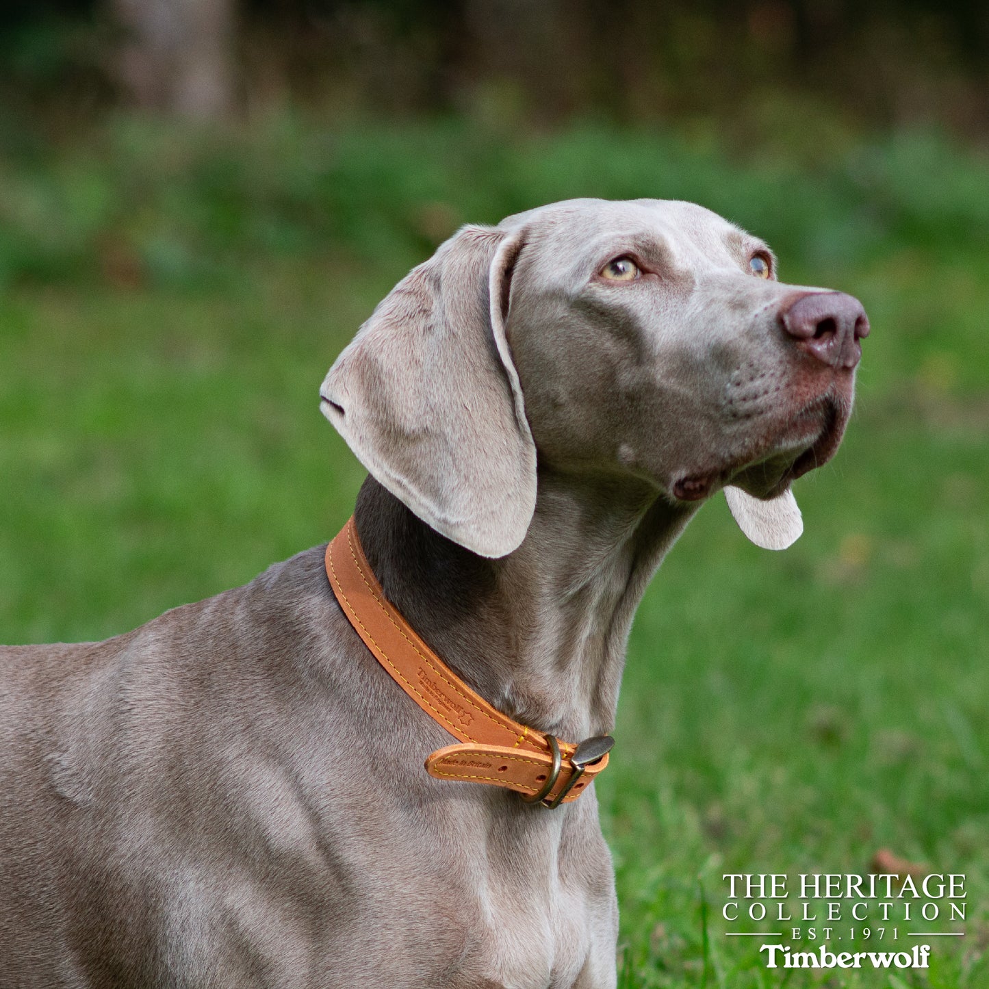 Ancol Dog Collar Timberwolf Leather, Sable (Brown), Mustard, Blue