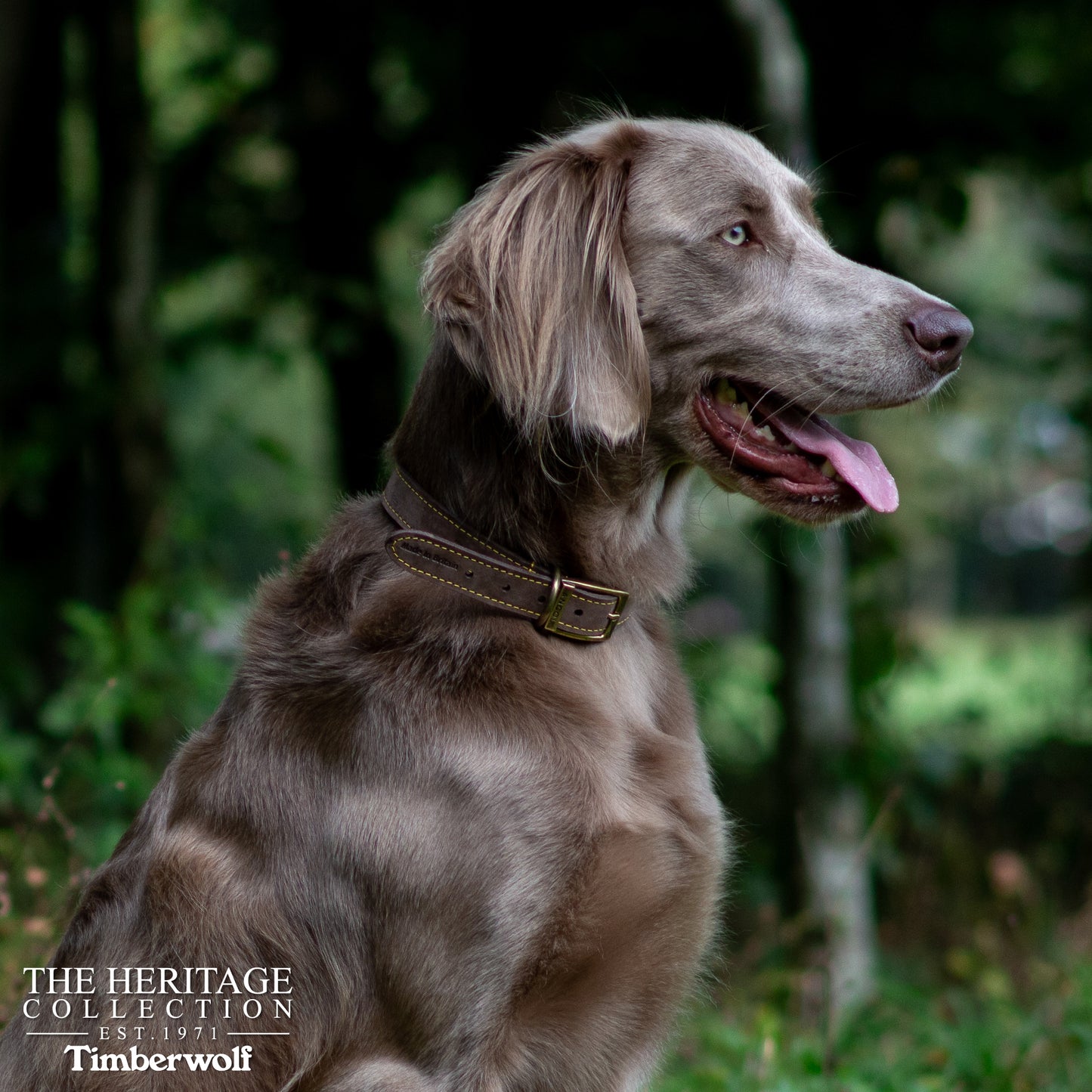 Ancol Dog Collar Timberwolf Leather, Sable (Brown), Mustard, Blue