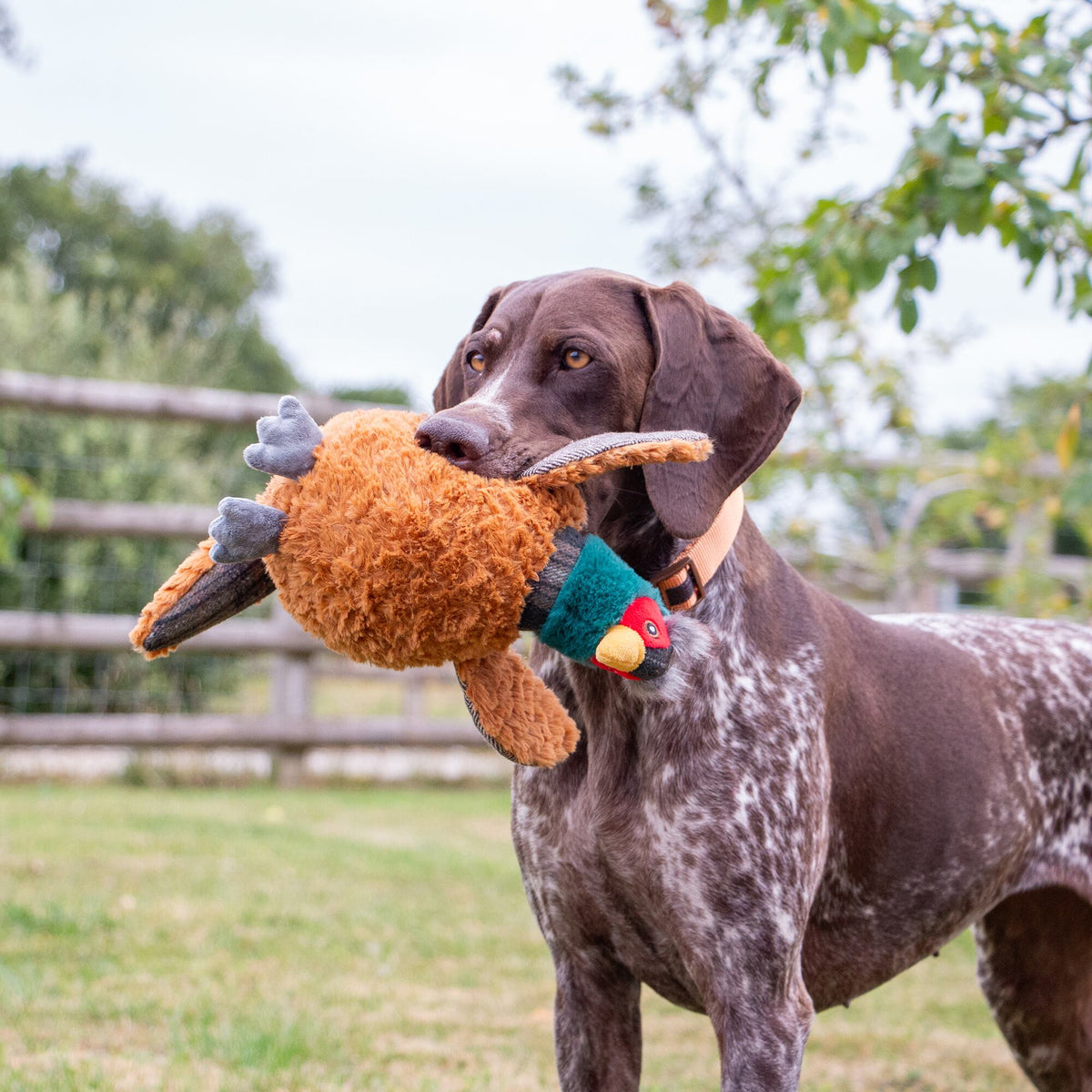 Heritage Phoebe Pheasant
