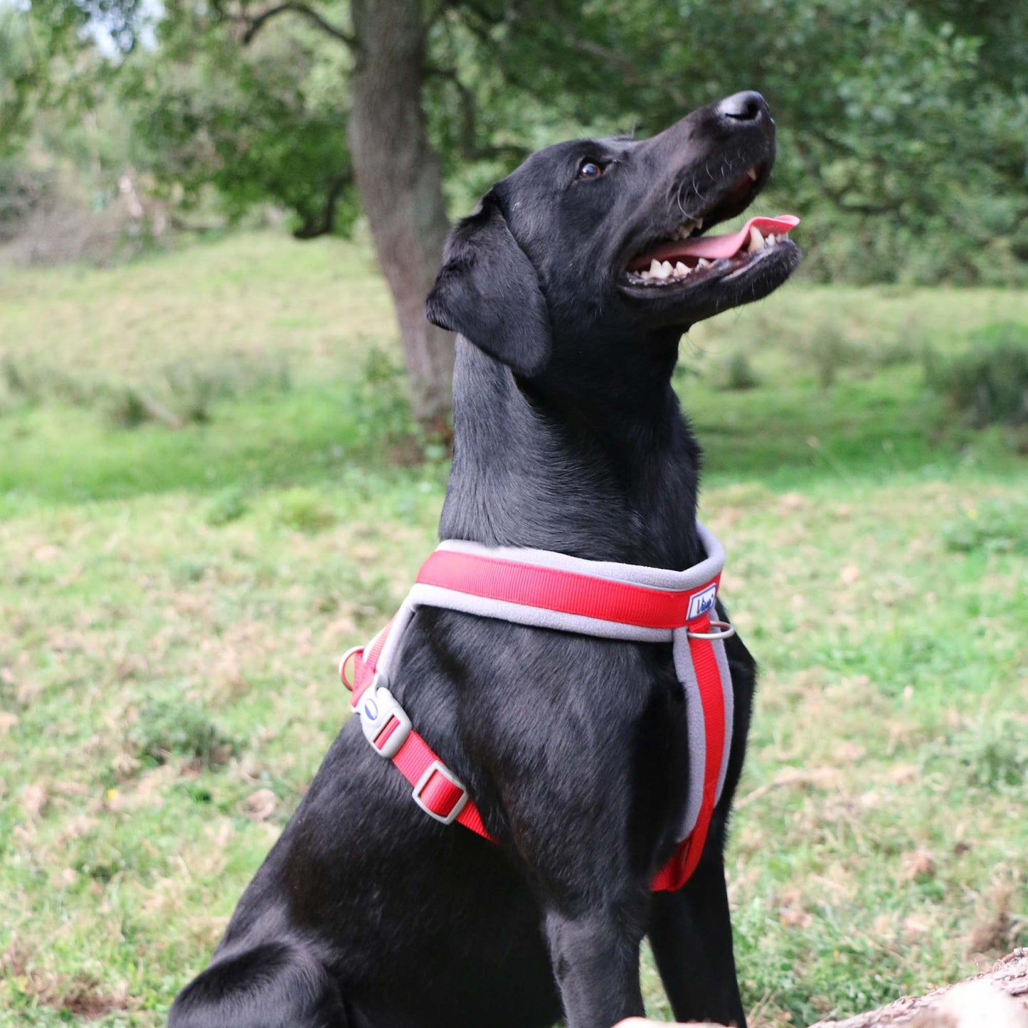 ANCOL Viva Padded Harness